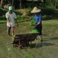 Trạm Khuyến huyện Triển khai cho Nông dân thử nghiệm máy cấy lúa không động cơ
